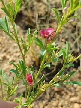 Imagem de Indigofera hilaris Eckl. & Zeyh.