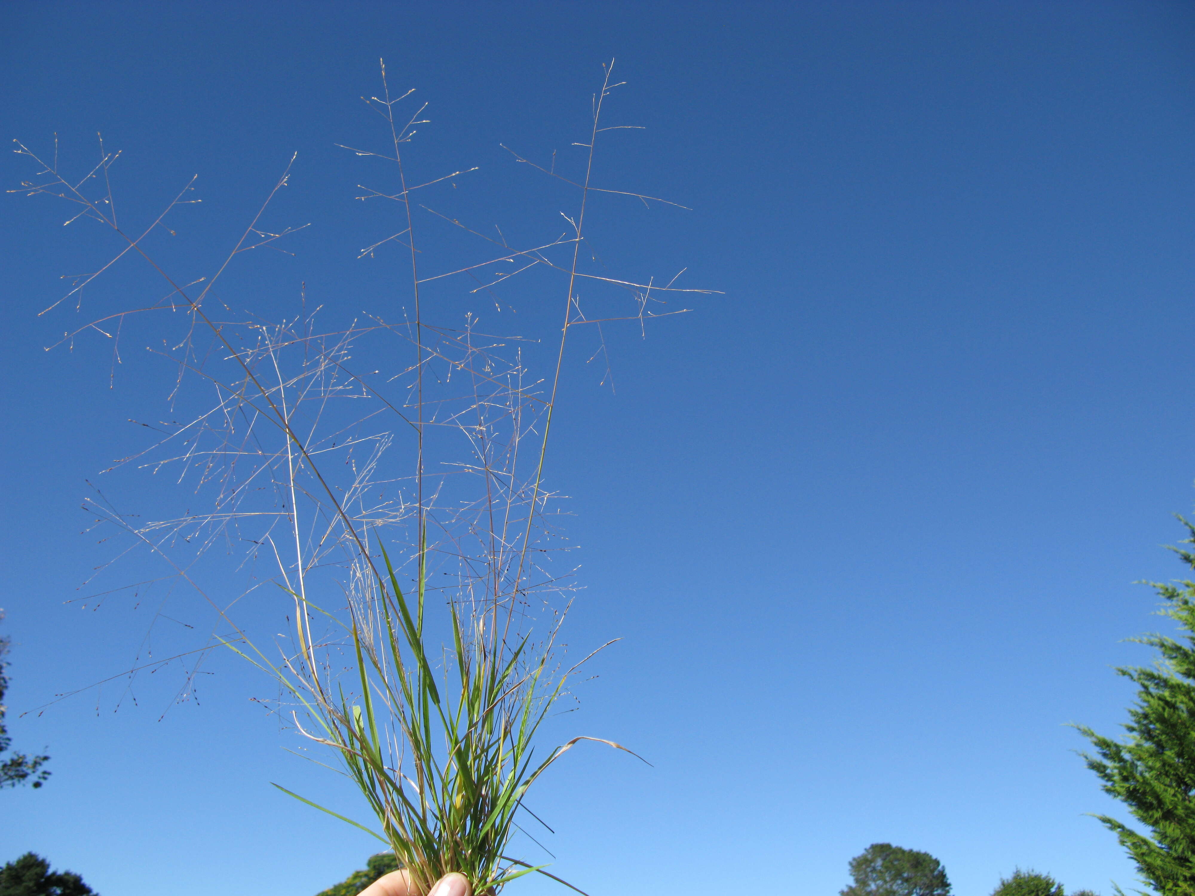 Image of Hairy Panic Grass