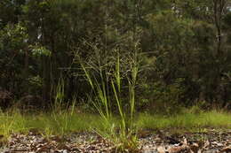 Image of Hairy Panic Grass