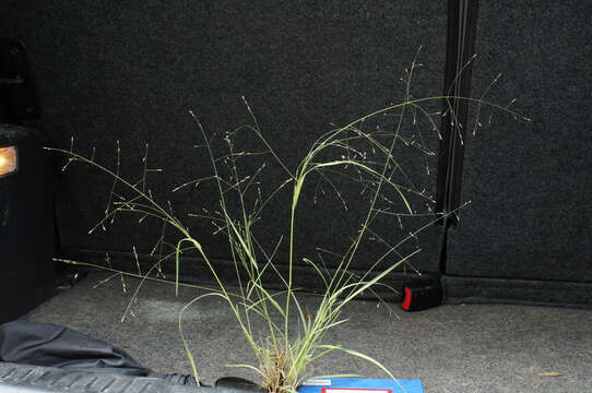 Imagem de Panicum effusum R. Br.