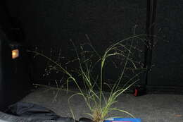 Image of Hairy Panic Grass