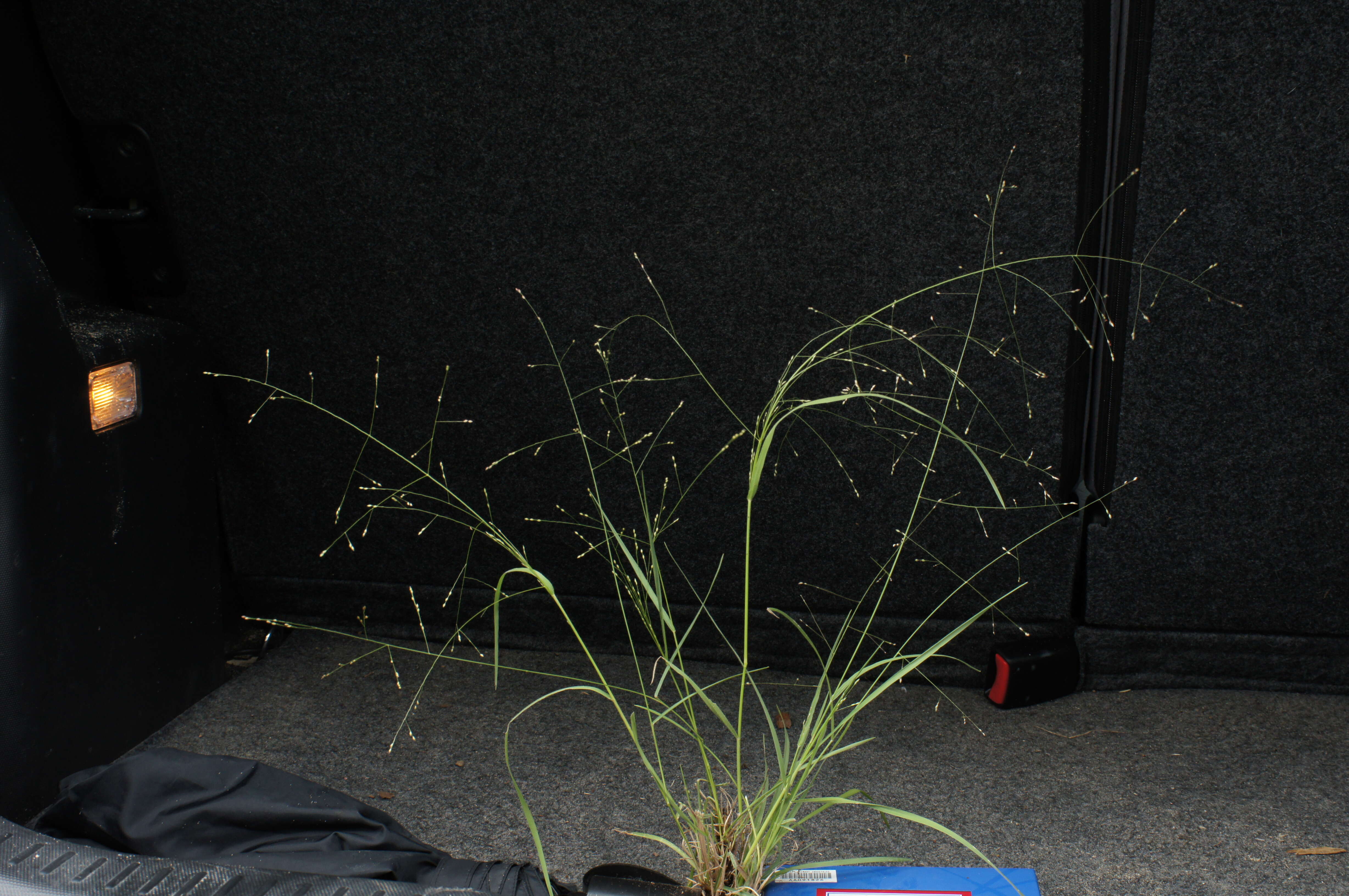 Image of Hairy Panic Grass