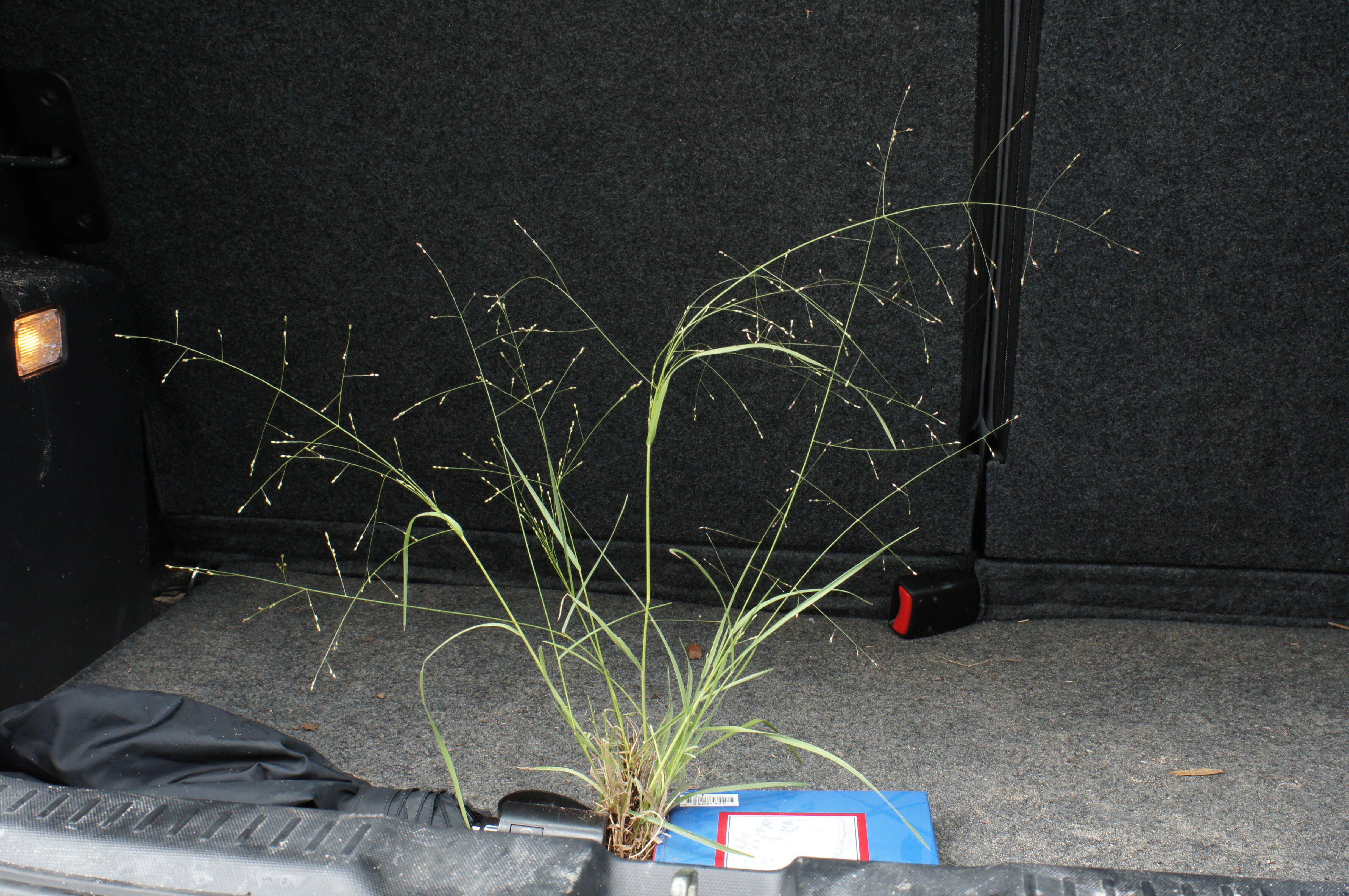 Image of Hairy Panic Grass