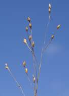 Image of Hairy Panic Grass