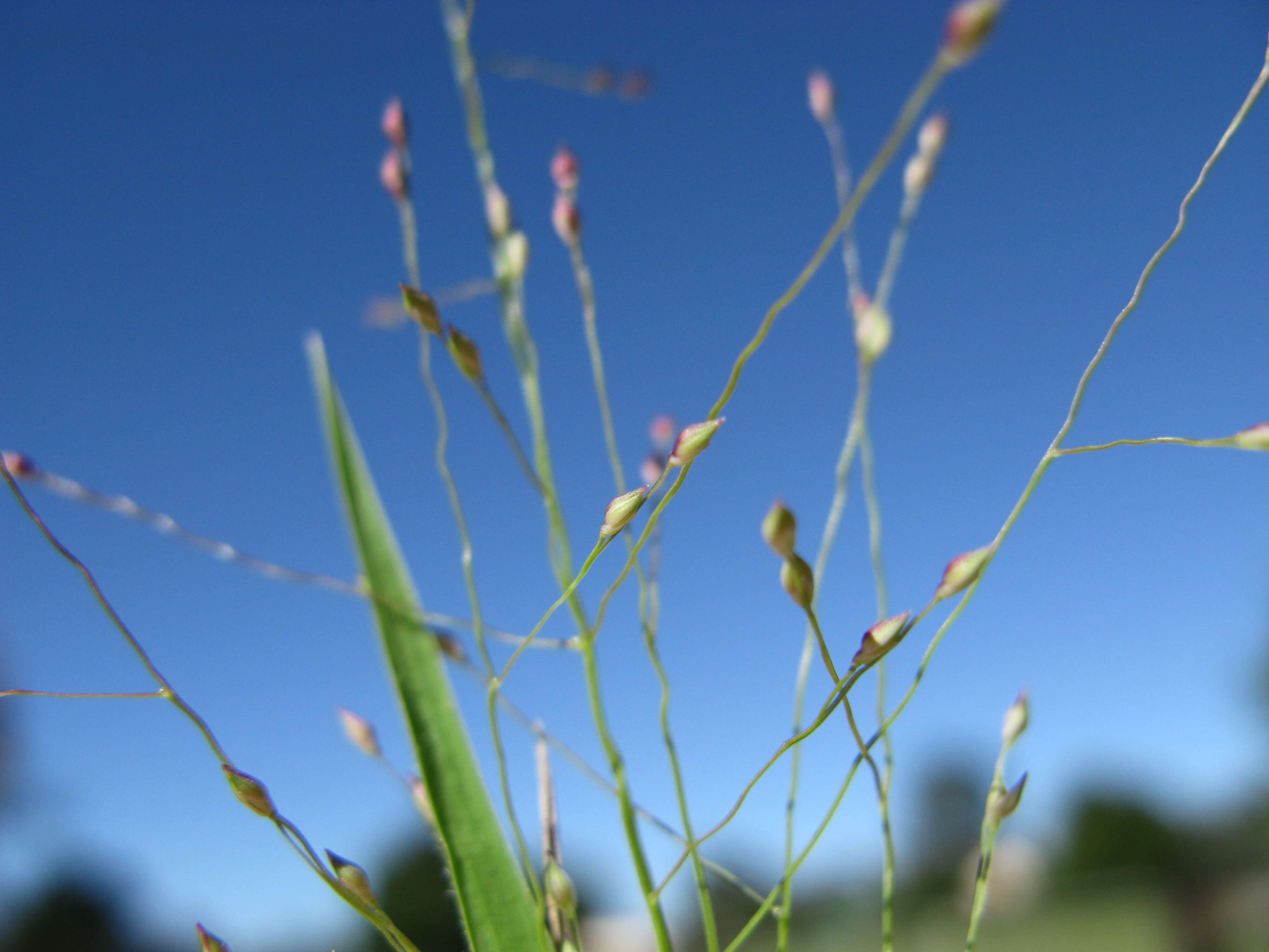 Image of Hairy Panic Grass