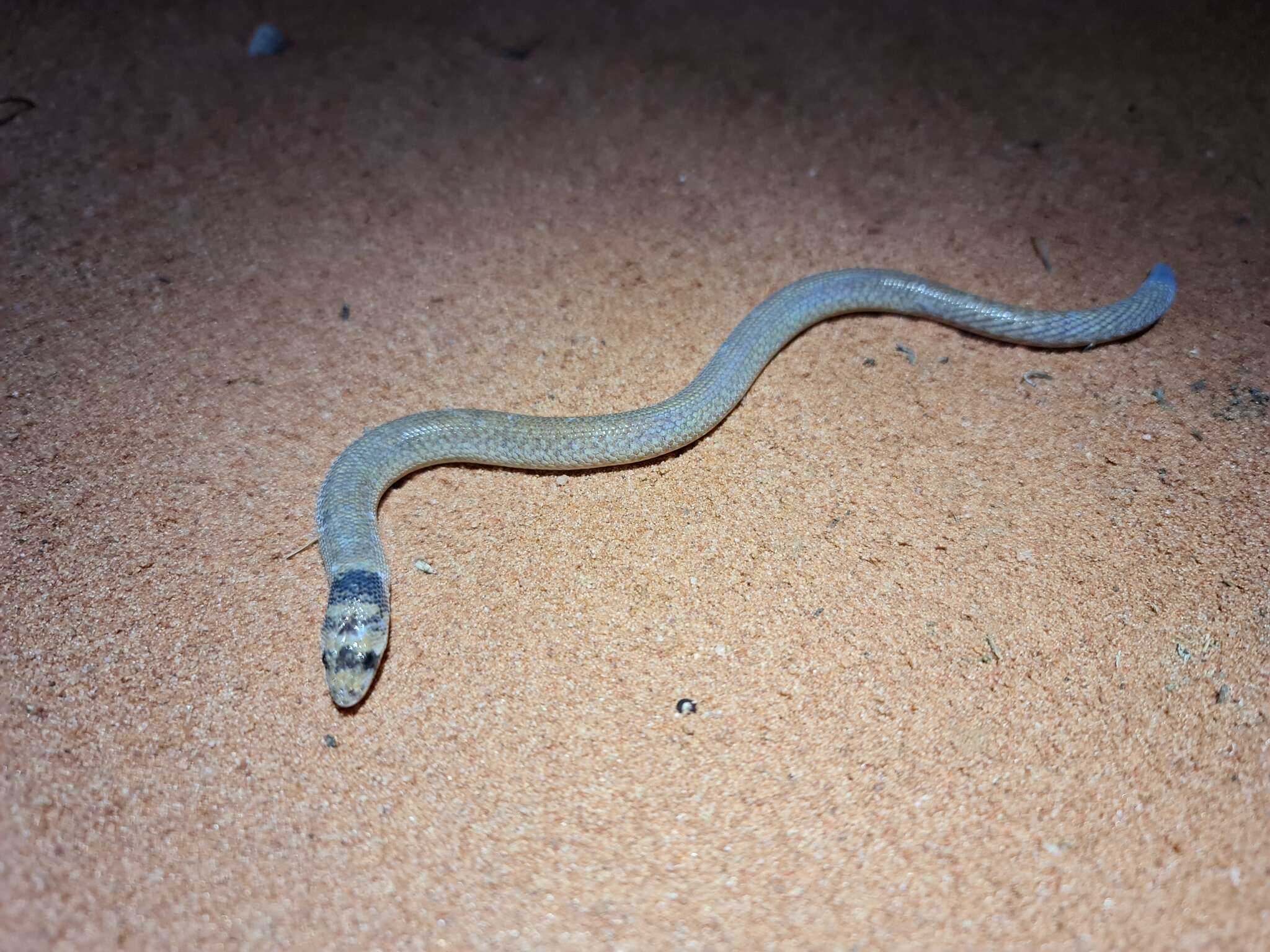 Image of Western hooded scaly-foot