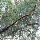 Image of Eucalyptus decorticans (Bailey) Maiden