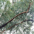 Imagem de Eucalyptus decorticans (Bailey) Maiden