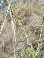 Image of Clinopodium tomentosum (Kunth) Govaerts