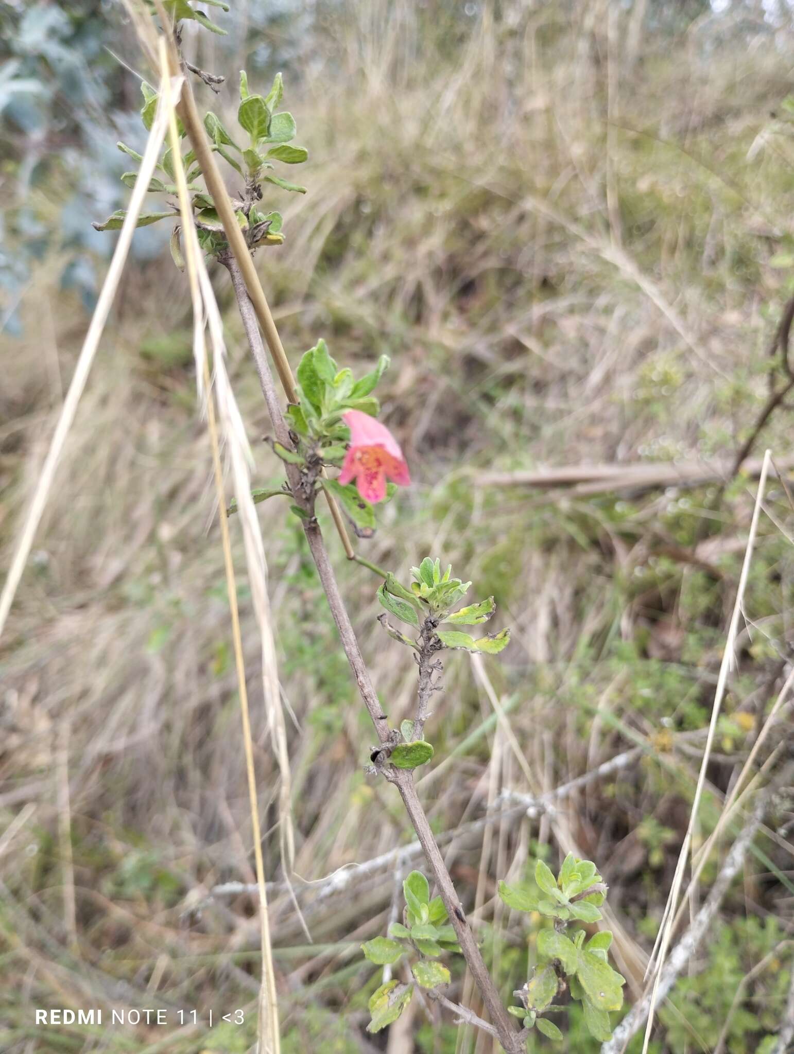 Image of Clinopodium tomentosum (Kunth) Govaerts