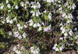 Image of San Diego thorn-mint