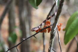 Image of Yucatán Blunthead Snake