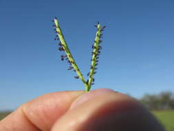 Image of Buffalo Quick Paspalum