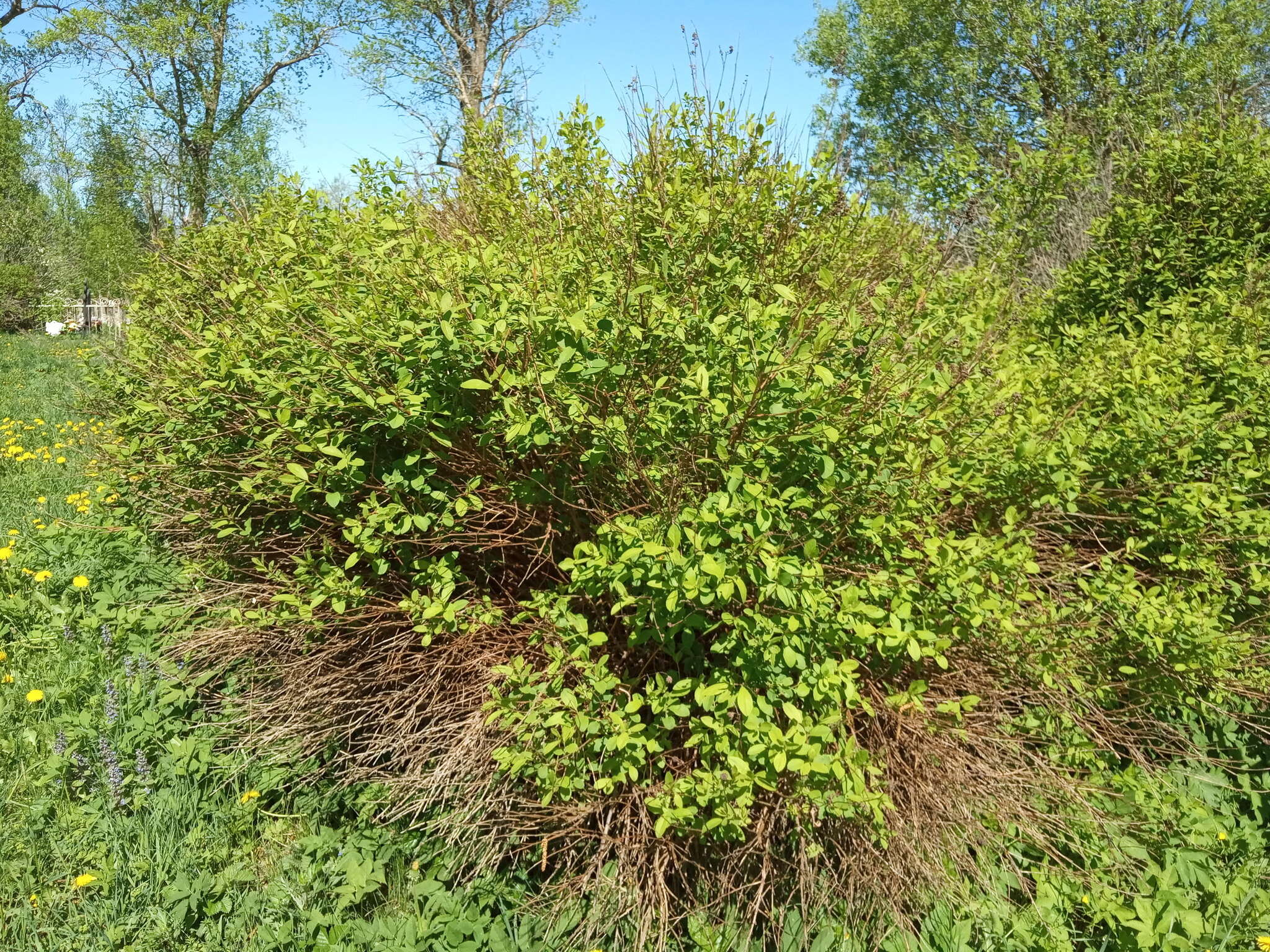 Слика од Spiraea salicifolia L.