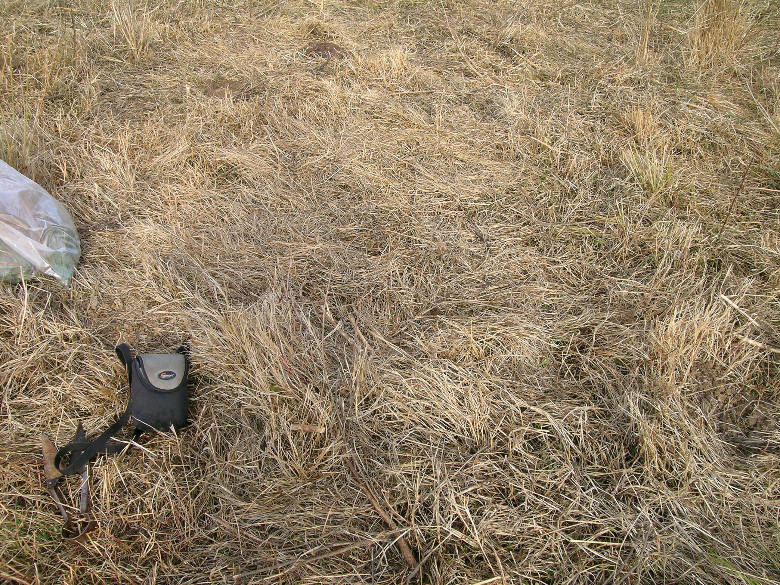 Image of Buffalo Quick Paspalum