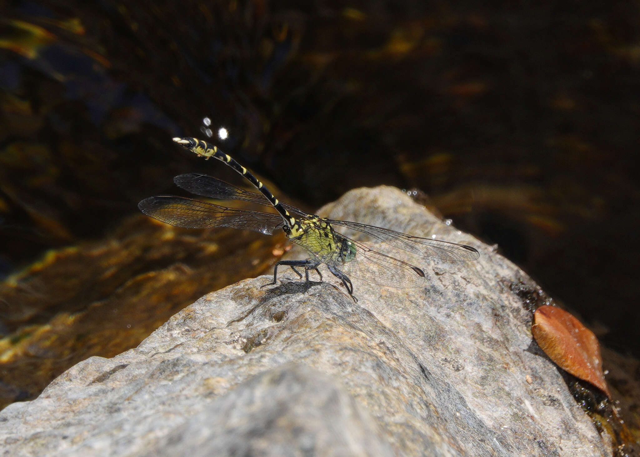 Image of Hemigomphus comitatus (Tillyard 1909)