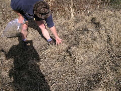 Image of Buffalo Quick Paspalum