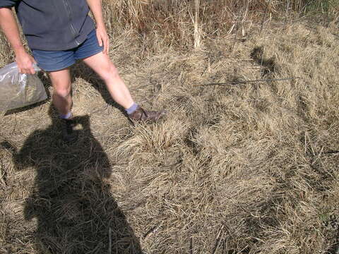 Image of Buffalo Quick Paspalum