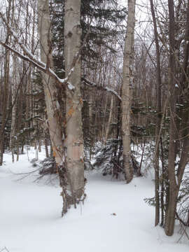 Image of Hearleaf Birch