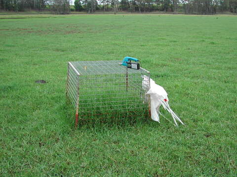 Image of Buffalo Quick Paspalum