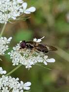 صورة Cheilosia pallipes (Loew 1863)