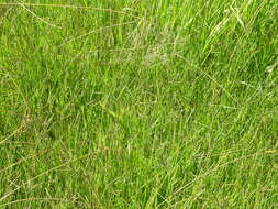 Image of Buffalo Quick Paspalum