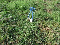 Image of Buffalo Quick Paspalum