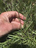 Image of tundra aster