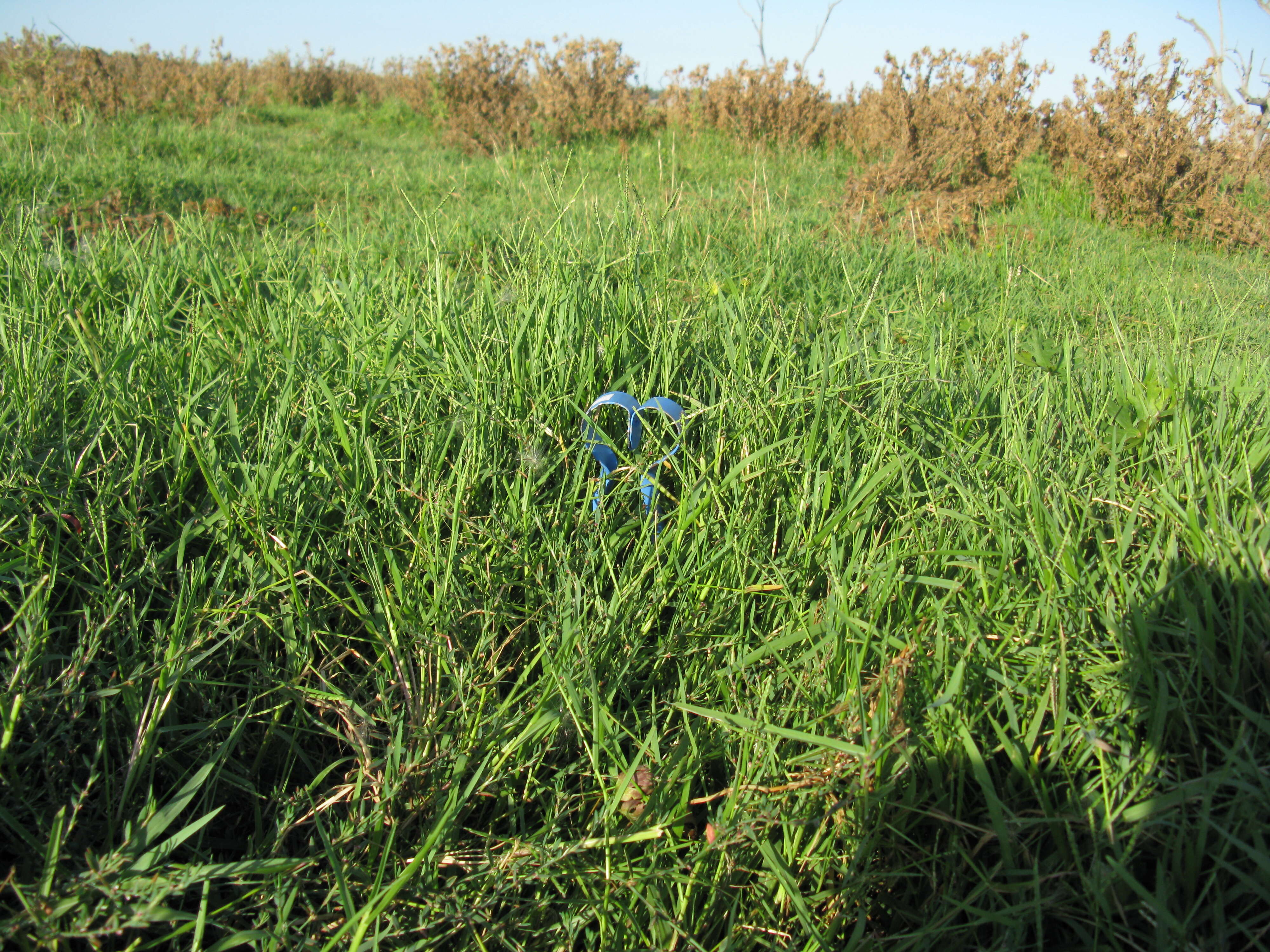 Image of Buffalo Quick Paspalum