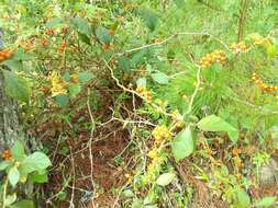 Image of Jamaican Nightshade