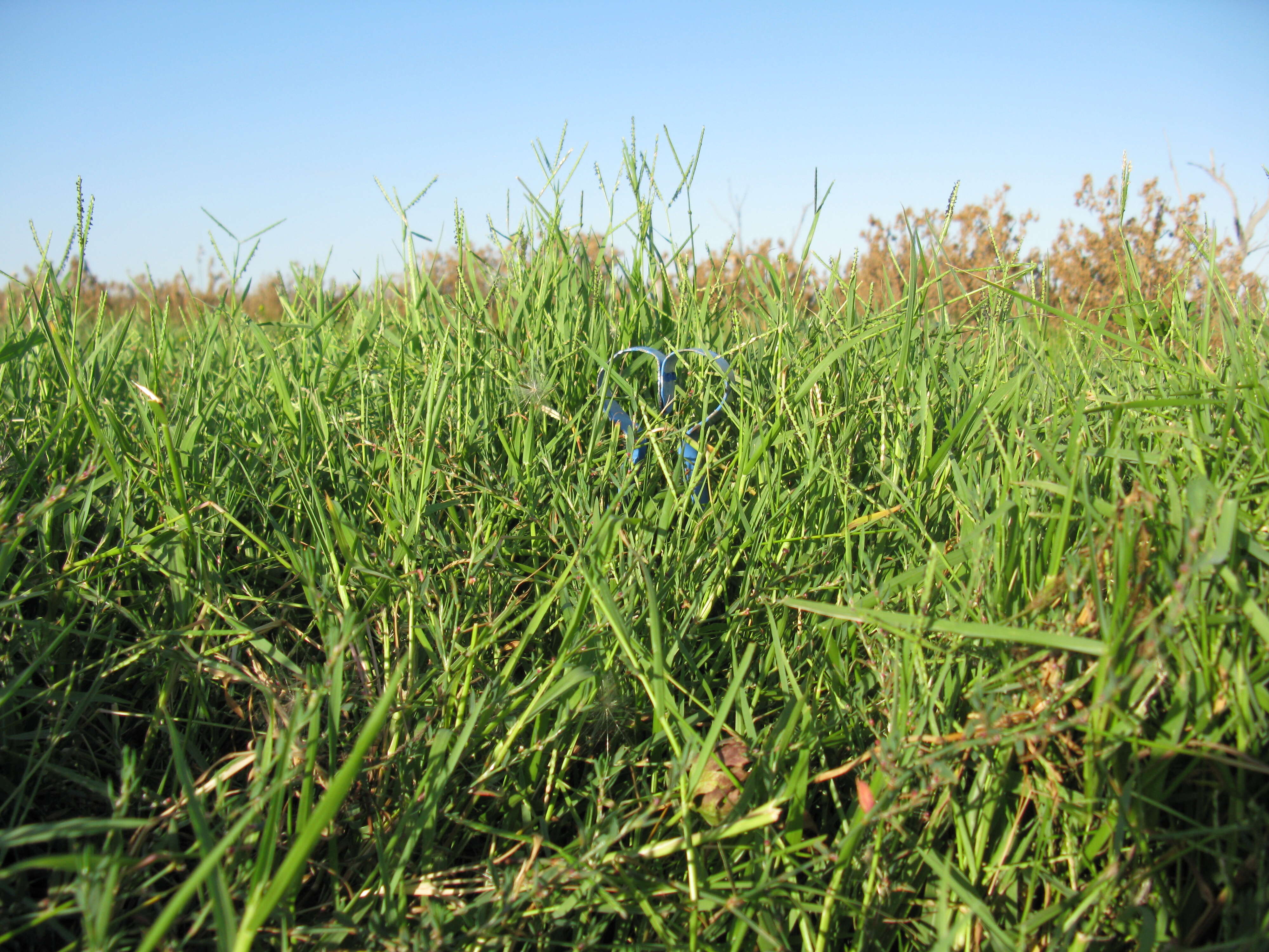 Image of Buffalo Quick Paspalum