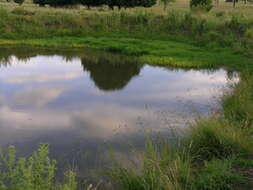 Image of Buffalo Quick Paspalum