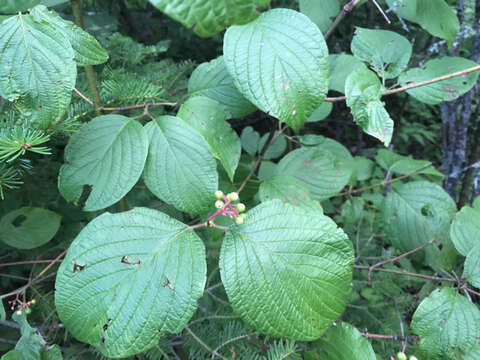 Image of roundleaf dogwood