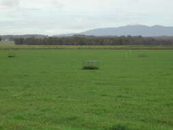 Image of Buffalo Quick Paspalum