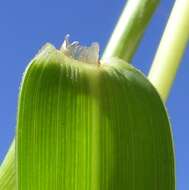 Image of Buffalo Quick Paspalum