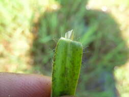 Image of Buffalo Quick Paspalum