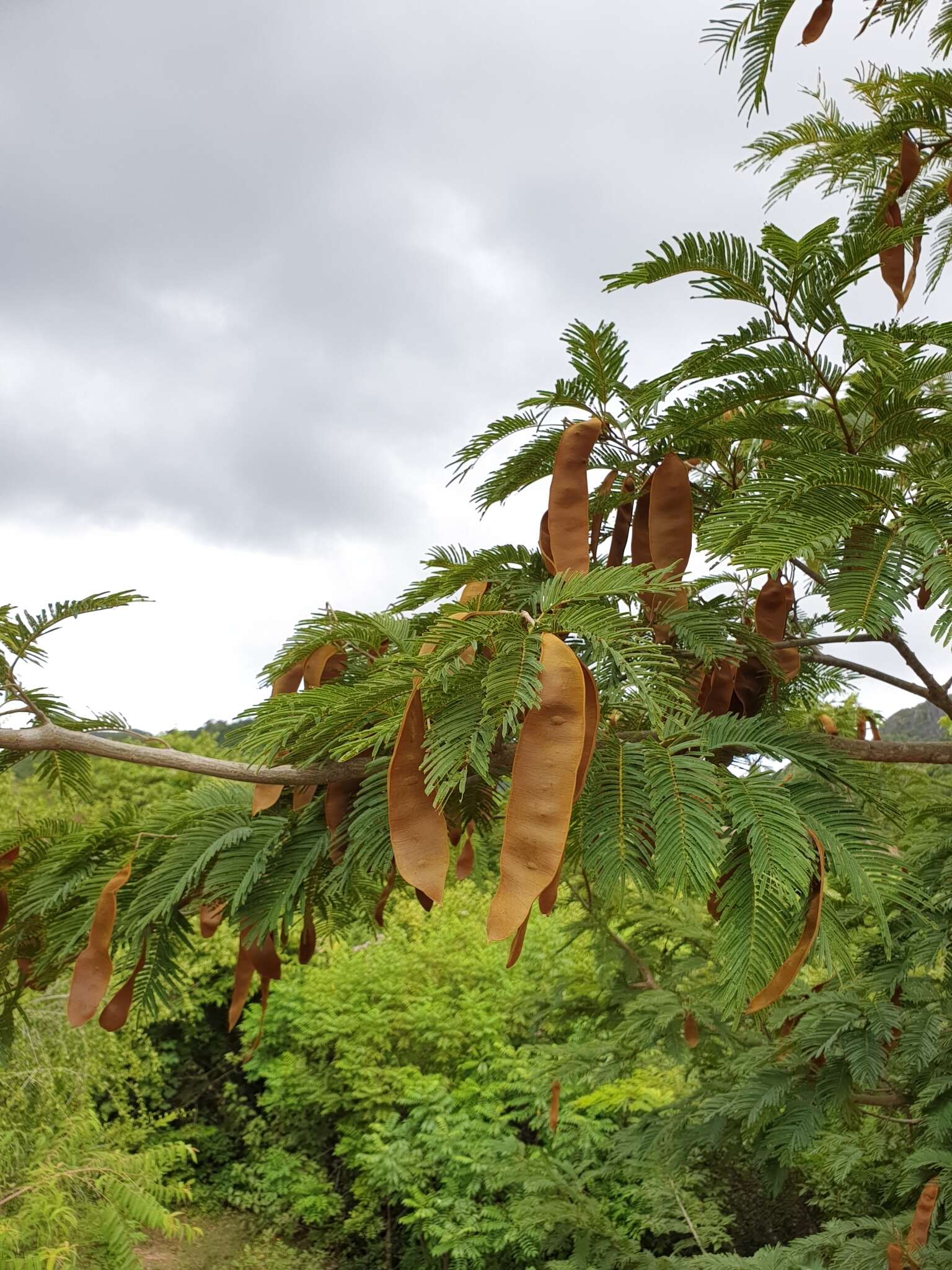 Image of Albizia polyphylla E. Fourn.