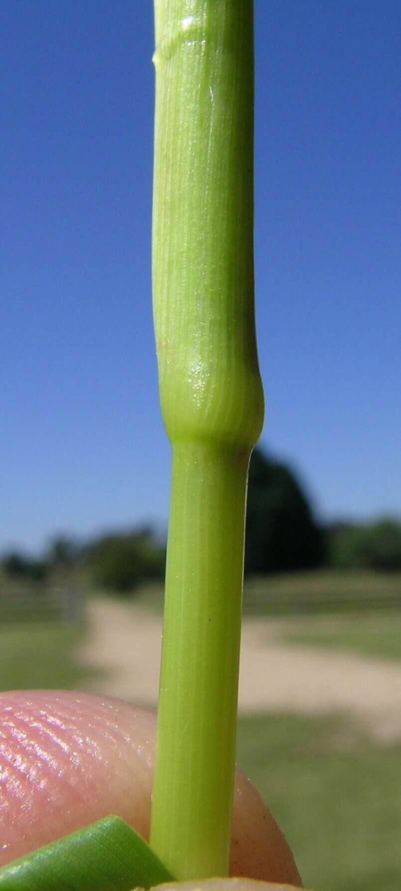 Image of Buffalo Quick Paspalum