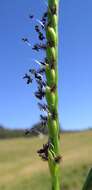 Image of Buffalo Quick Paspalum