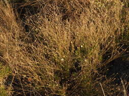 Image of Gutierrezia gilliesii Griseb.