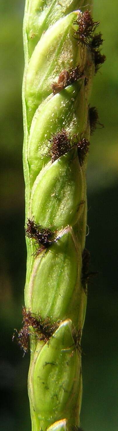 Image of Buffalo Quick Paspalum