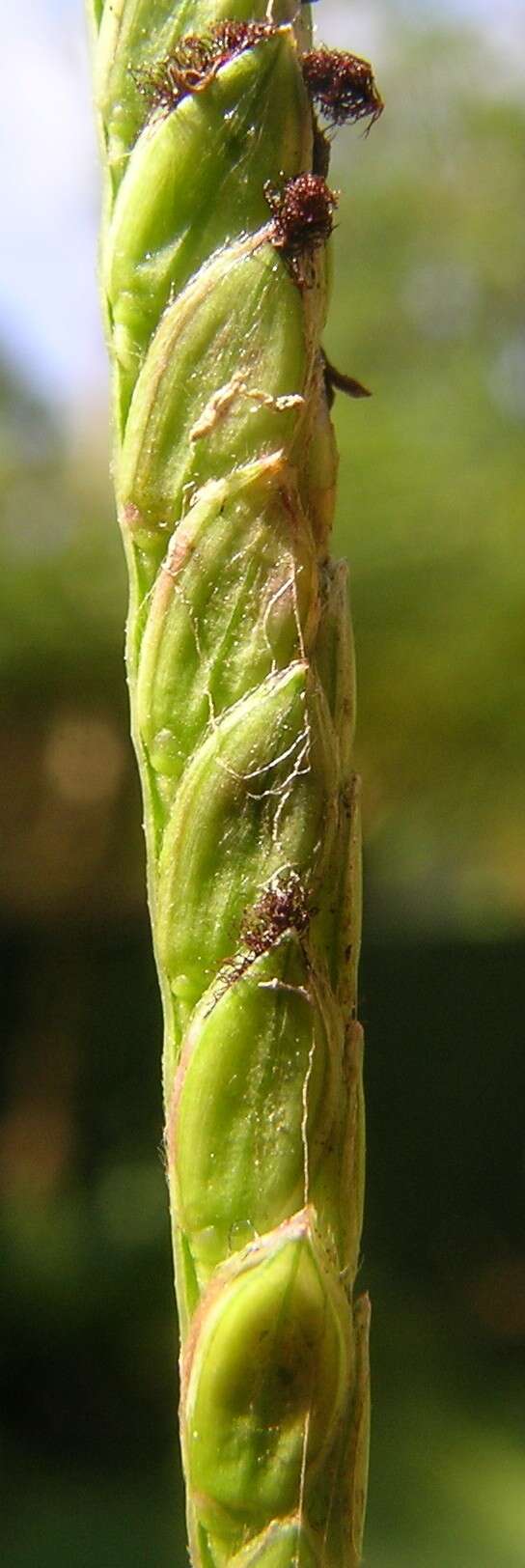 Image of Buffalo Quick Paspalum