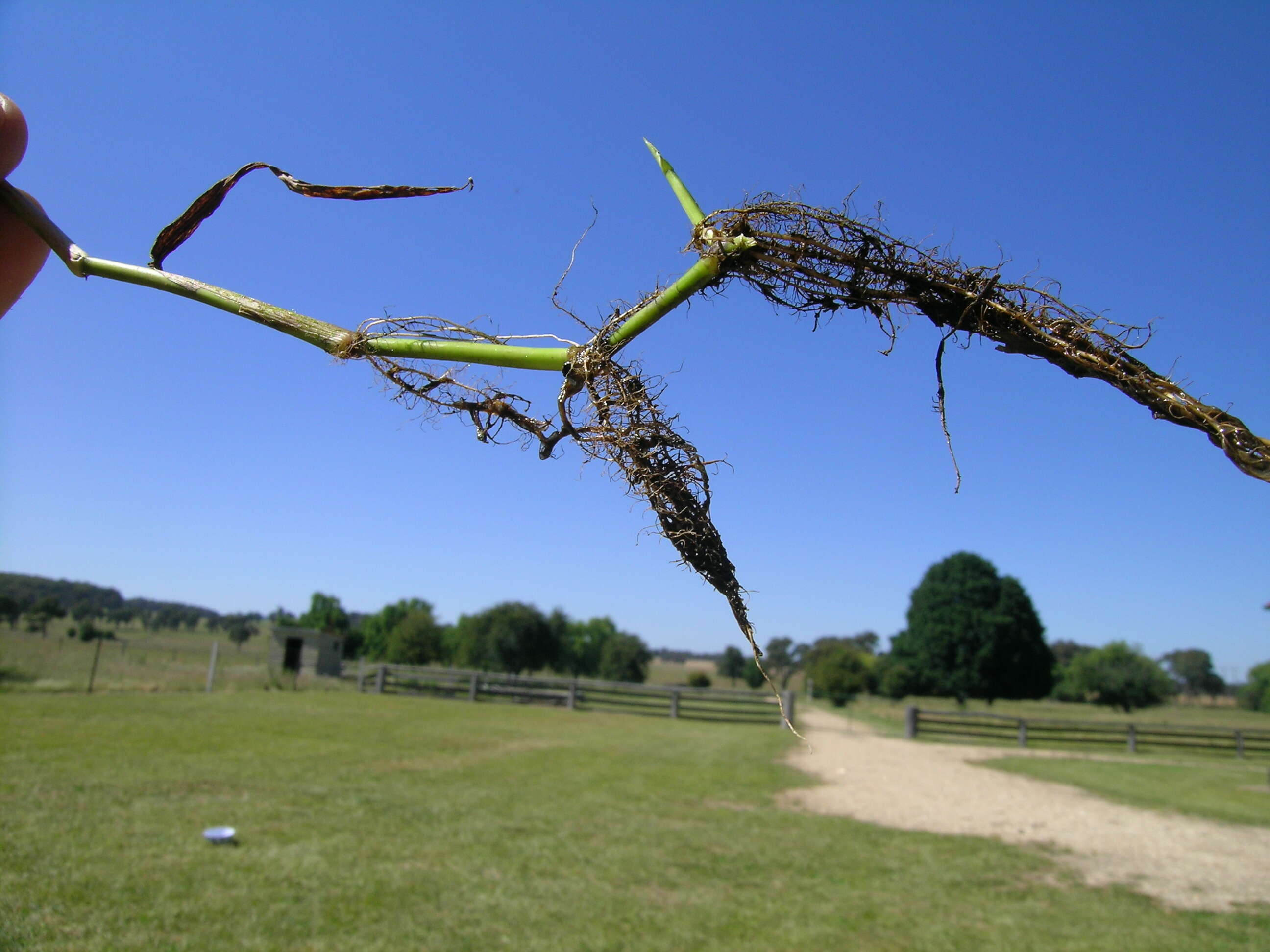 Image of Buffalo Quick Paspalum