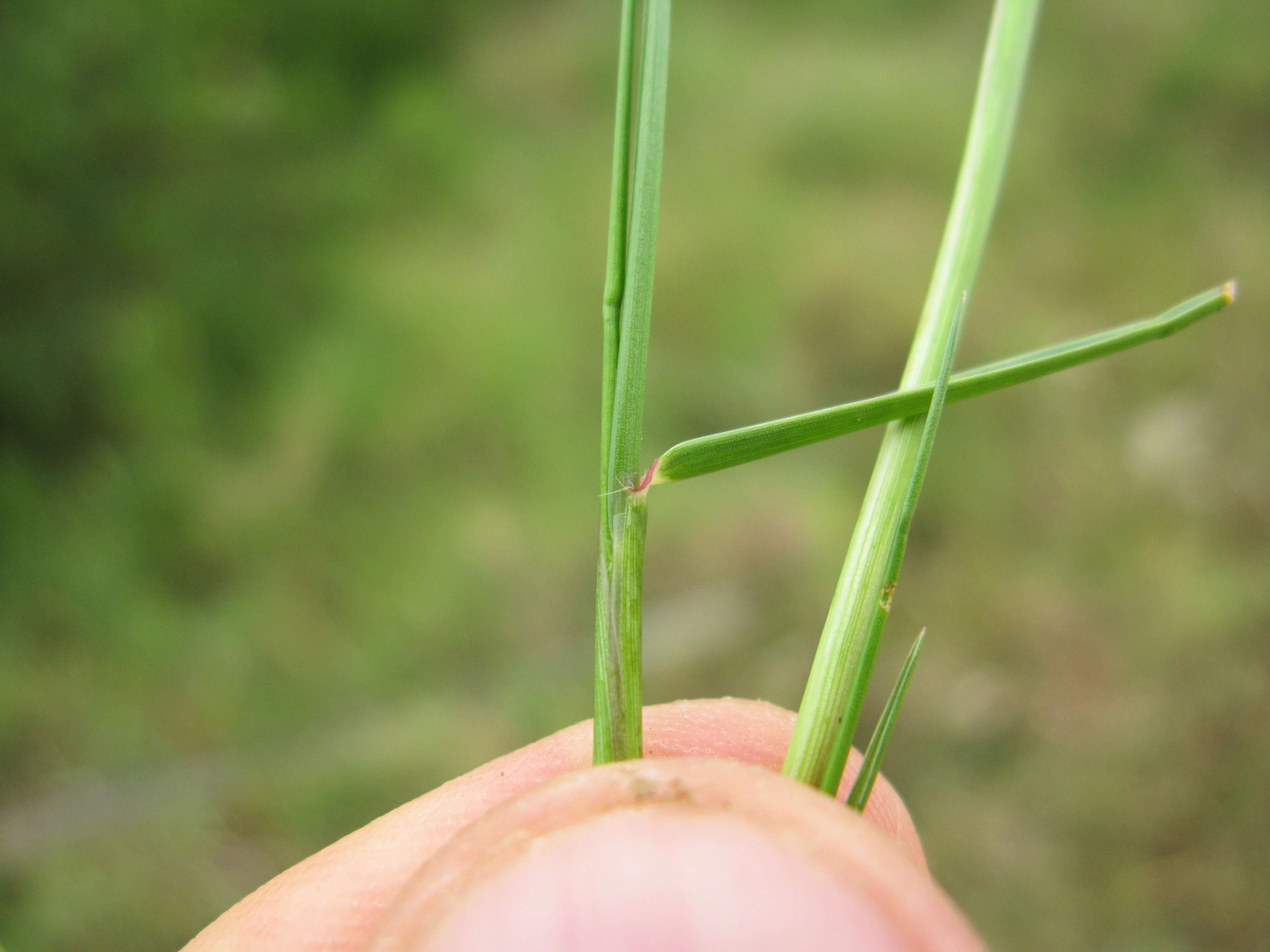 Image of Seashore paspalum