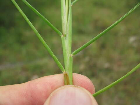 Image of Seashore paspalum