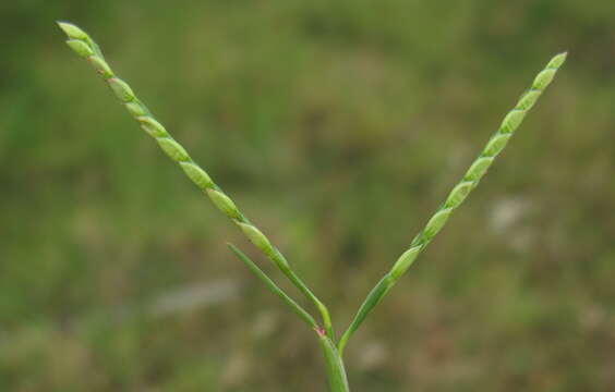 Image of Seashore paspalum