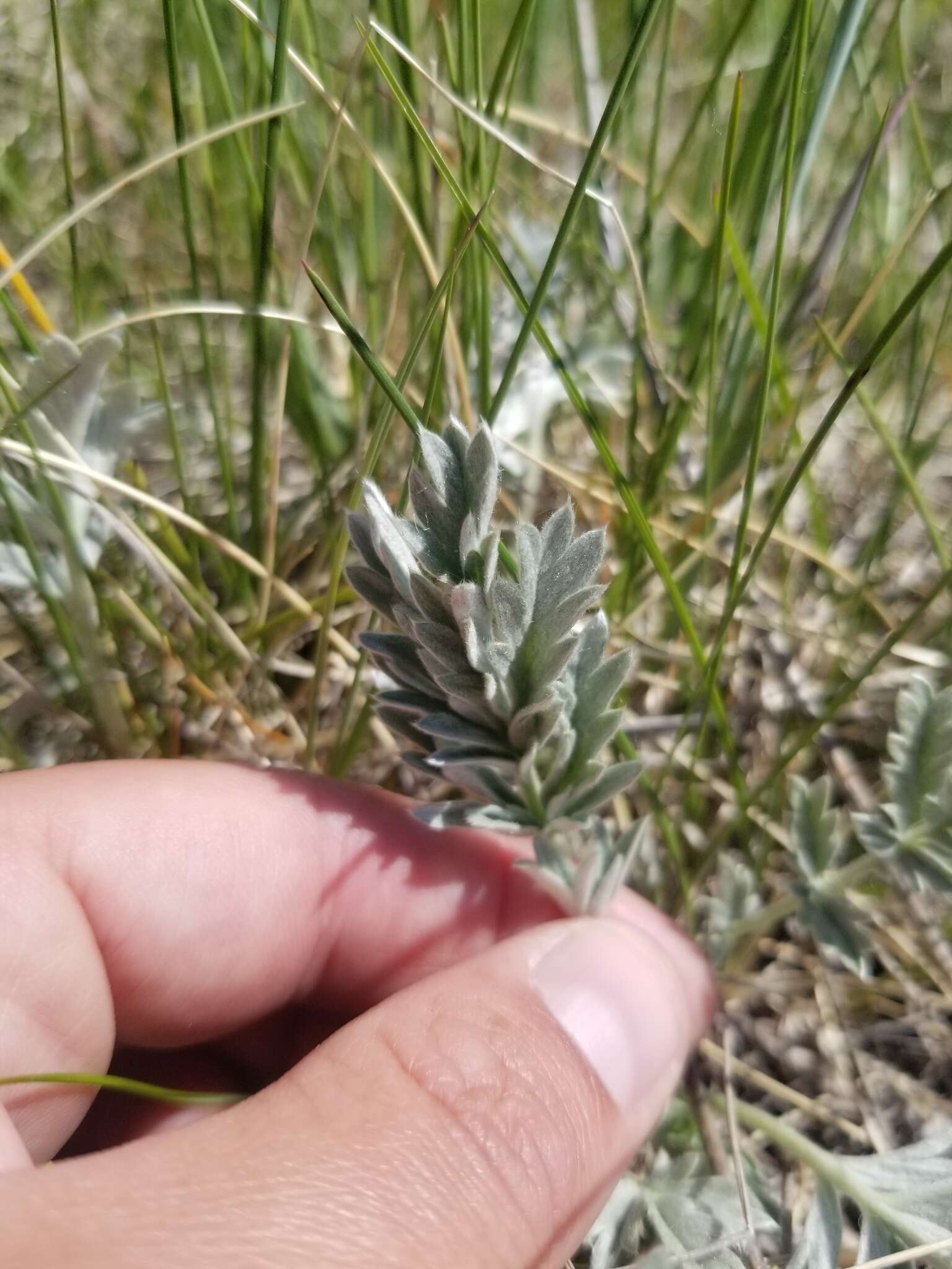 Image of branched cinquefoil