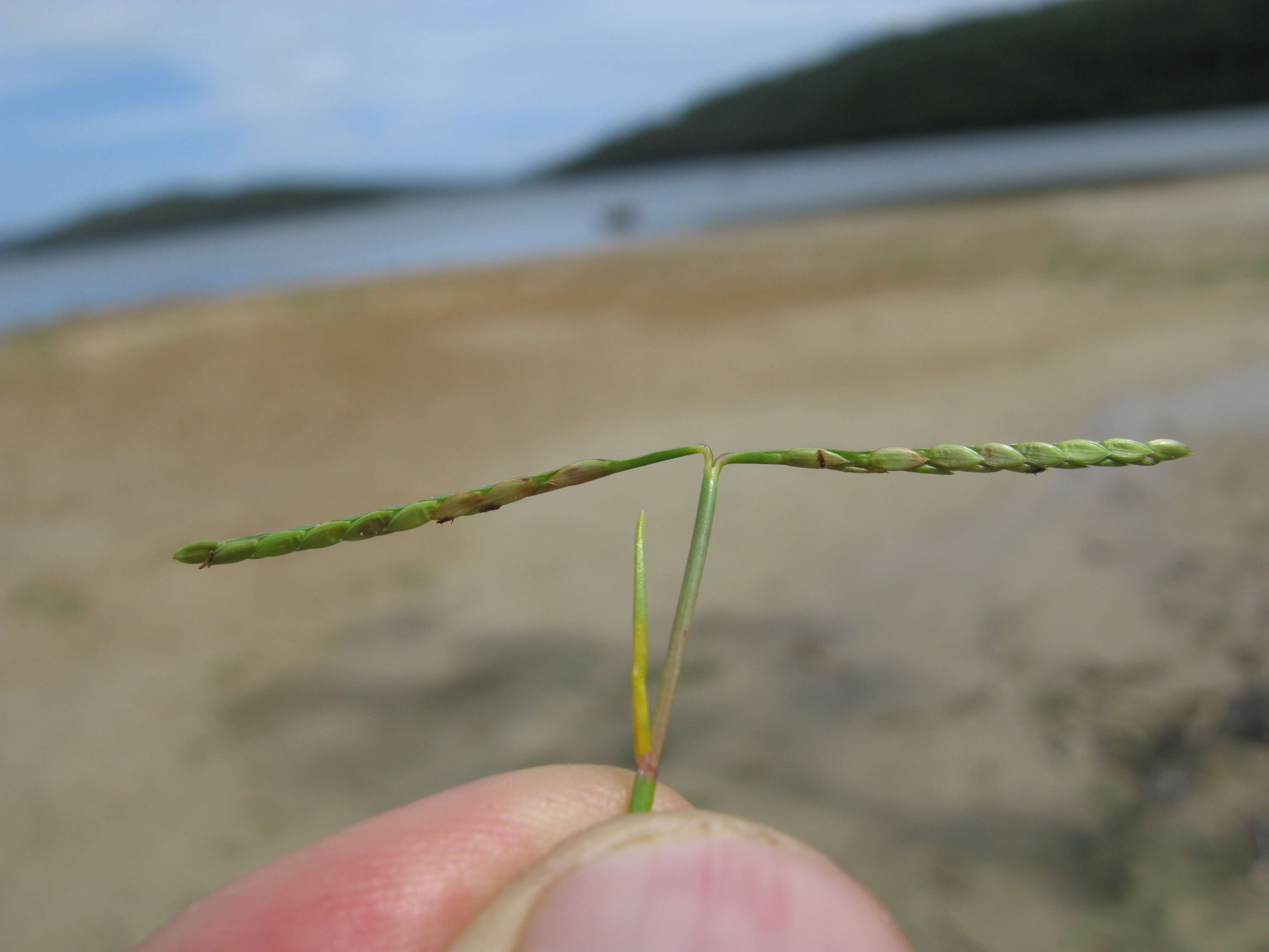 Image of Seashore paspalum