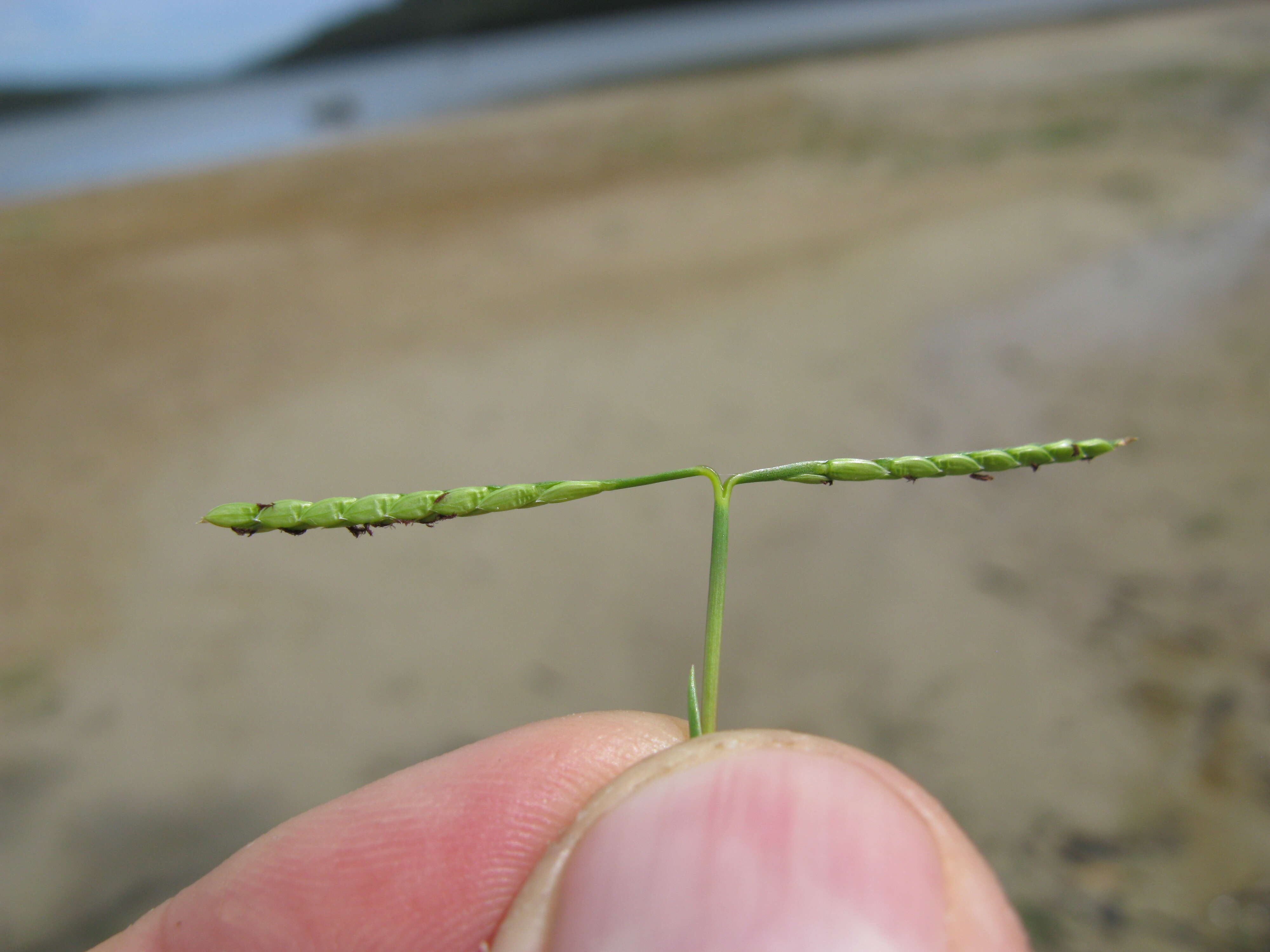 Image of Seashore paspalum