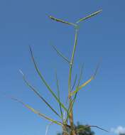 Image of Seashore paspalum